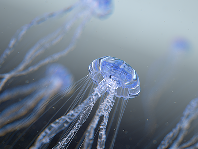 Jellyfish cinema4d jellyfish