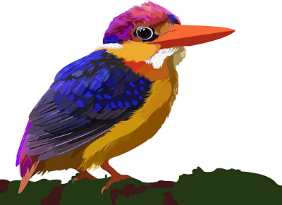 black backed dwarf kingfisher bird design illustraion illustrator kingfisher vector wildlife