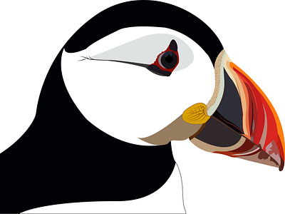 Puffin bird design illustraion illustrator puffin vector wildlife