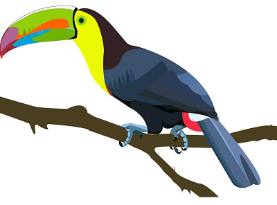 toucan vg bird design illustraion illustrator toucan vector wildlife