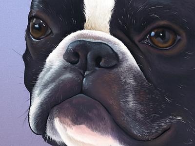 James Saleem boston terrier bulldog digitalpainting dog french bulldog illustration photoshop wacom