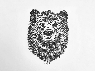 Bear bear drawing grizzly hand drawn illustration pen