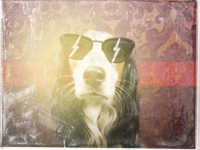 Hipster Dog is Hip dog hipster lighning bolt lightning sunglasses