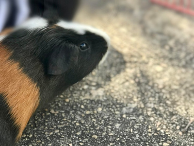 Piggy Against the World animals camera concrete guineapigs outdoor outside pavement photo photographer piggy sidewalk