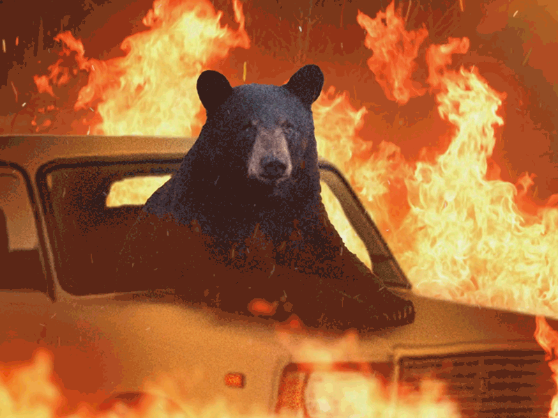 Burning bear animation fire meme motion graphics