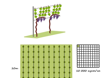 Grapevine growing stages infographic elements in flat des bunch growing up infographic infographic design stages veraison vine vinepair vineyard