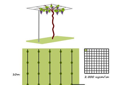 Grapevine growing stages infographic elements in flat design. Pl