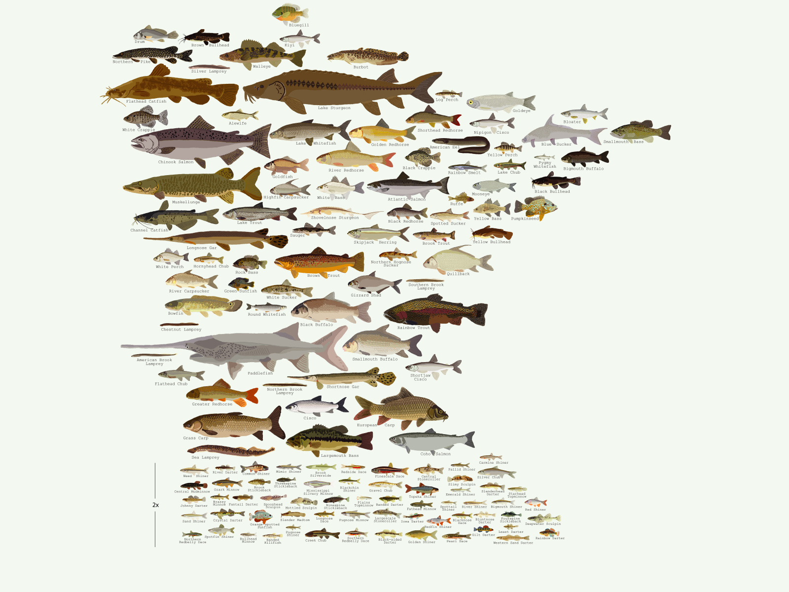 Minnesota Fish Infographic by Andy Birkey on Dribbble