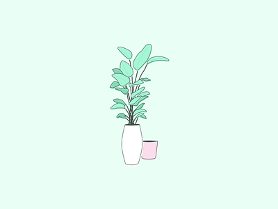 Rubber Plant Illustration