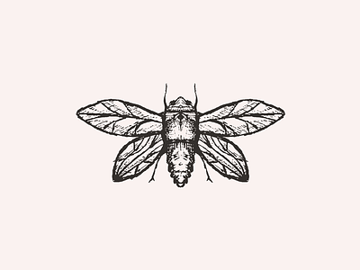 Inktober 02 illustration inktober moth sketch