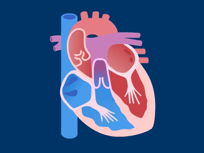 Pumping Heart anatomy animation design elearning gif heart illustration motion motion graphics