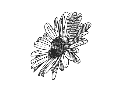 Flower flower illustration scratchboard