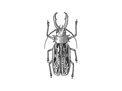 Bug bug illustration scratchboard
