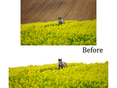 Background remove background design background remove before after design graphicsdesign illustrator photoshop