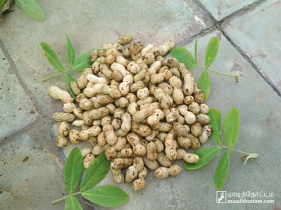 My Home Maadithottam Groundnut @maadithottam former formerson groundnut groundnutbenefits groundnutseeds groundnuttree maadithottamformer maadithottamvivasayi tamilnaduformer vivasayi