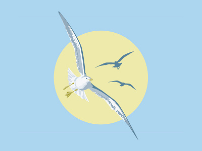 Seagull bird seagull