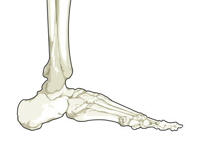 Foot bone foot illustration