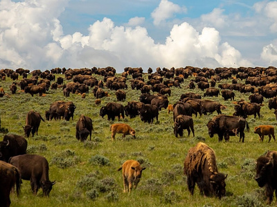 How to Start a Bison Farming Business in This year bisonmeat