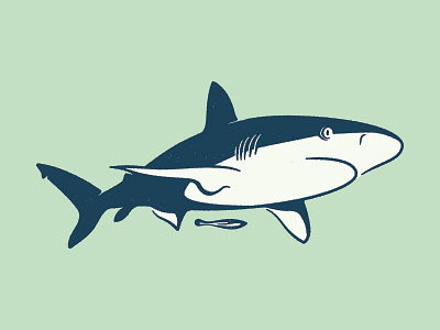 Shark animal illustration shark sharks vector