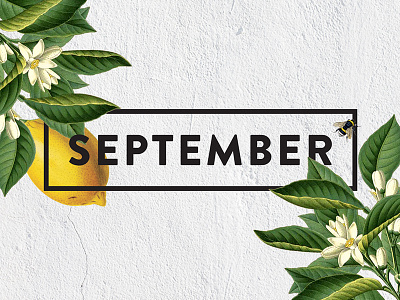 New Year | New Branding bee black botanical brand identity branding floral flowers green lemons september