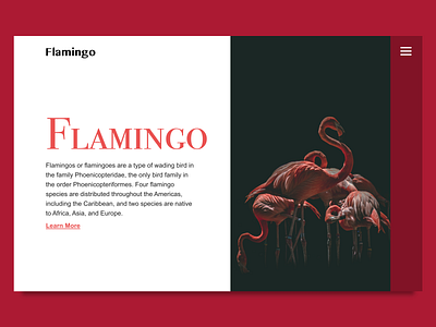 Web UI Design - Flamingo design minimal typography ui web