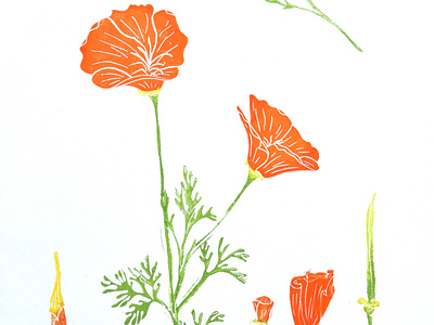 california poppy