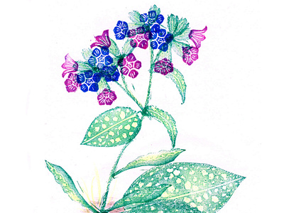 pulmonaria