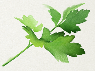 Parsley food parsley watercolor