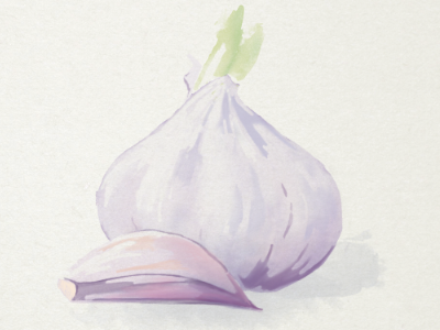 Garlic food garlic watercolor yummy