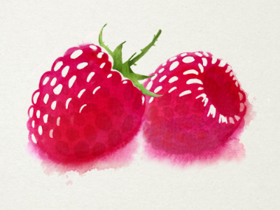Rapsberry berries rapsberry watercolor