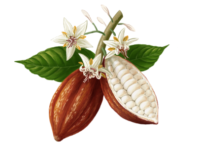 Cocoa cocoa flowers