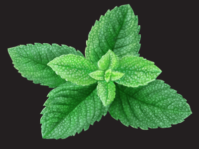 Mint food mint plant