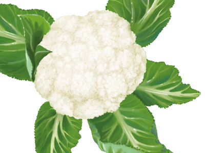 Сauliflower cauliflower food vegetable