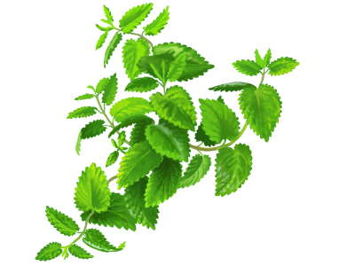 Mint food herb mint plant