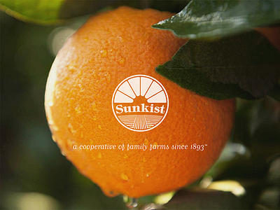 Sunkist - Header Image branding icon logo logotype typography