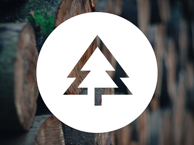 Self branding in progress branding illustration logo pine timber tree