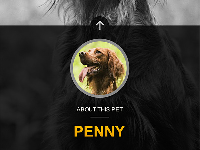 Pet Profile - App Screenshot android app dog gallery invite ios mobile pet pet adoption preview profile ux