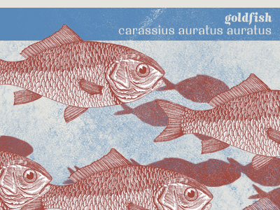 goldfish chrisgillis dailyshot texture typography