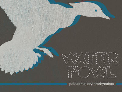 waterfowl chrisgillis dailyshot texture typography