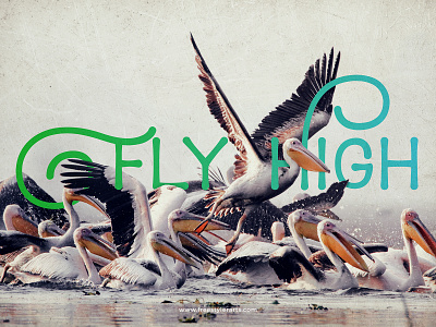 #14 Fly High art bird creative fly photo manipulation wallpaper