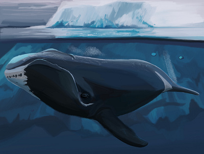 Bowhead Whale animal art design digital illustration nature sealife web wildlife