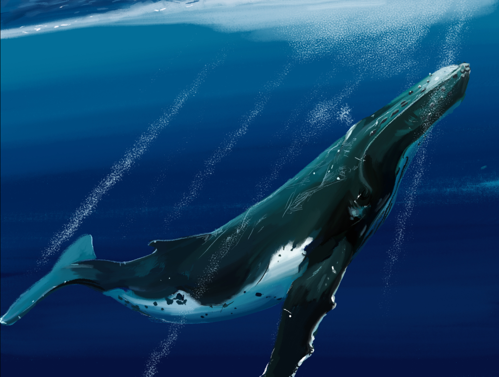 Humpback Whale by Joe Warwood on Dribbble