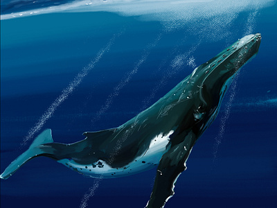 Humpback Whale