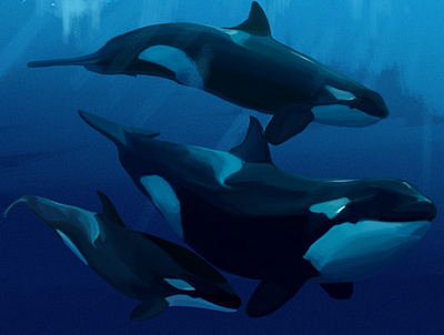 Orca animal art digital illustration nature sealife