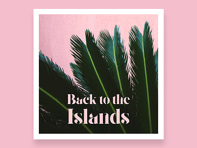 Back to the island - Playlist cover island mami palm tropical
