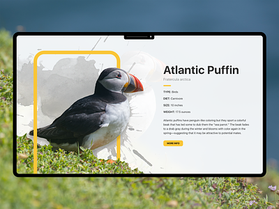 Atlantic Puffin Info UI Design adobe design detail app detail page detail screen detail view flat minimal nat geo photoshop puffin simple ui ux wildlife xd