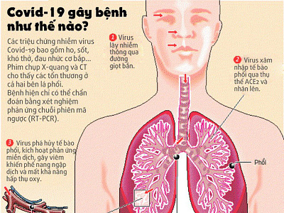 Virus COVID-19 tàn phá lá phổi bằng cách nào? bổ phổi covid 19 lung detox lung detox vitatree thuốc bổ phổi