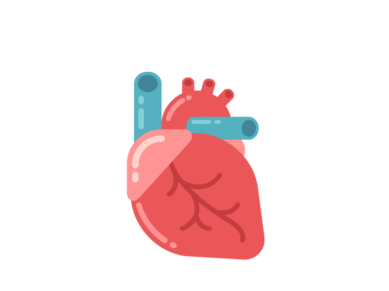Heart anatomy animation beat blood cartoon flat heart heartbeat human vector