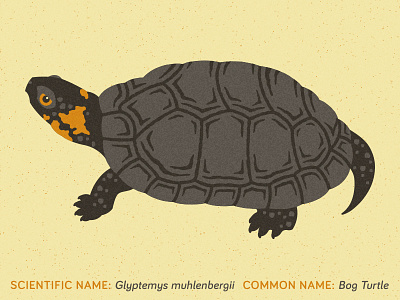 Bog Turtle Illustration