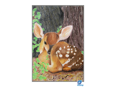 Fawn